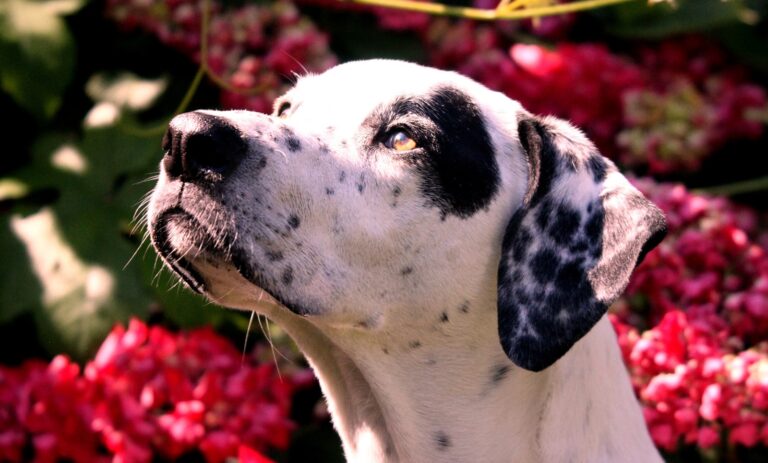 Hondenschool Neemo -De net iets andere hondenschool Hondentraining voor reactieve honden en gedragstherapie voor honden